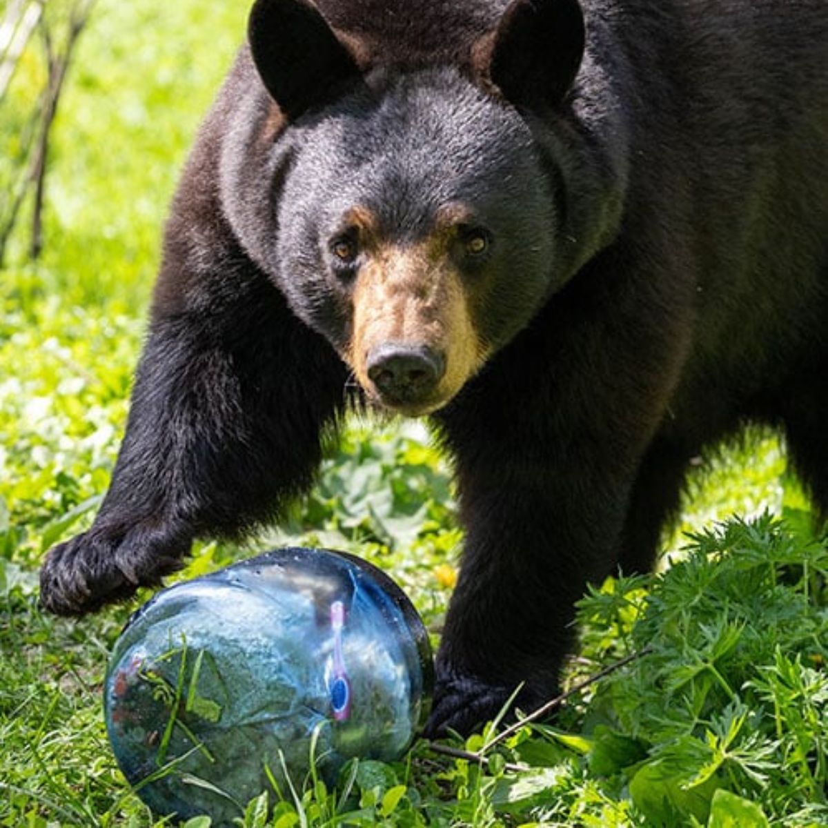 Bear Vault Bear Proof Food Container