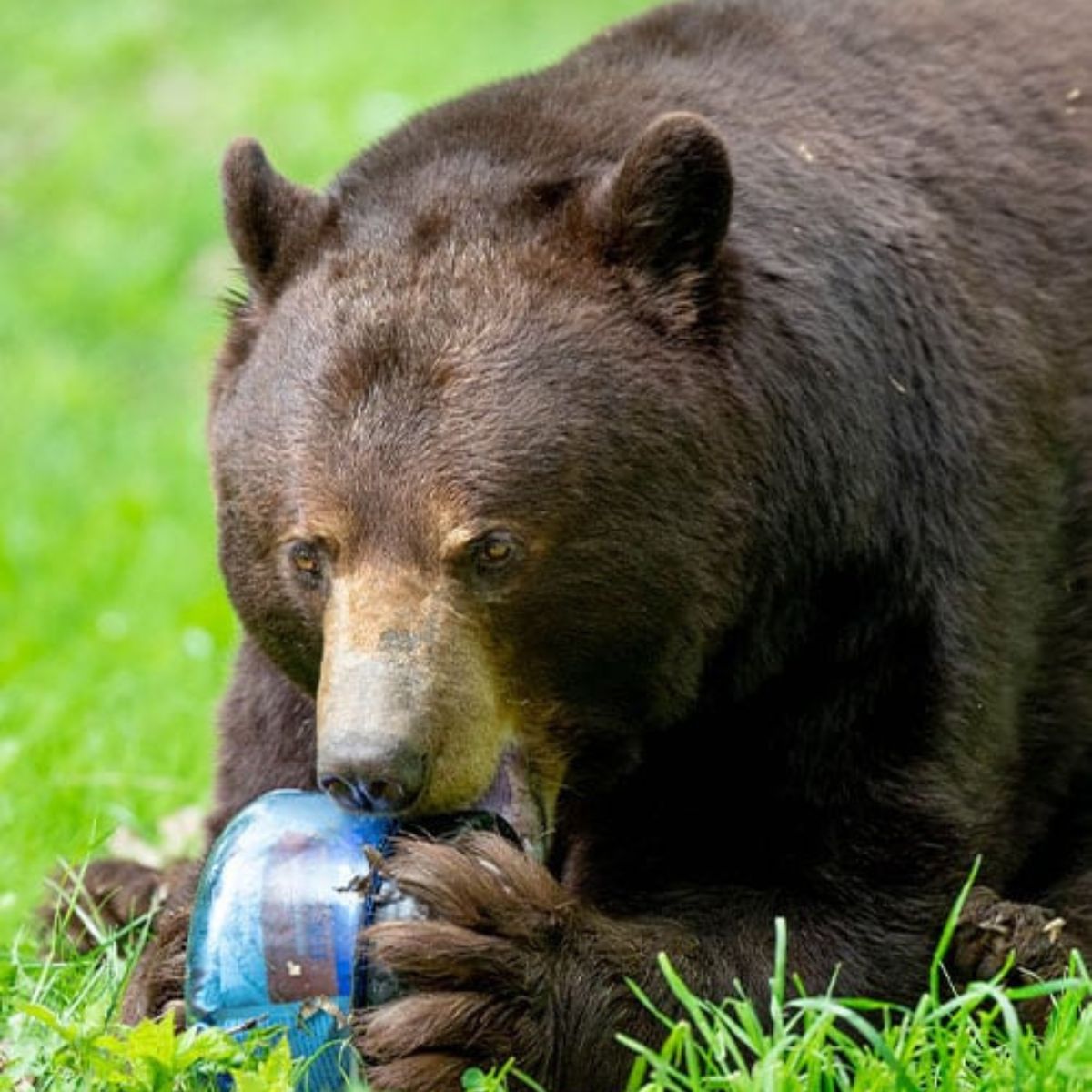 Bear Vault Bear Proof Food Container