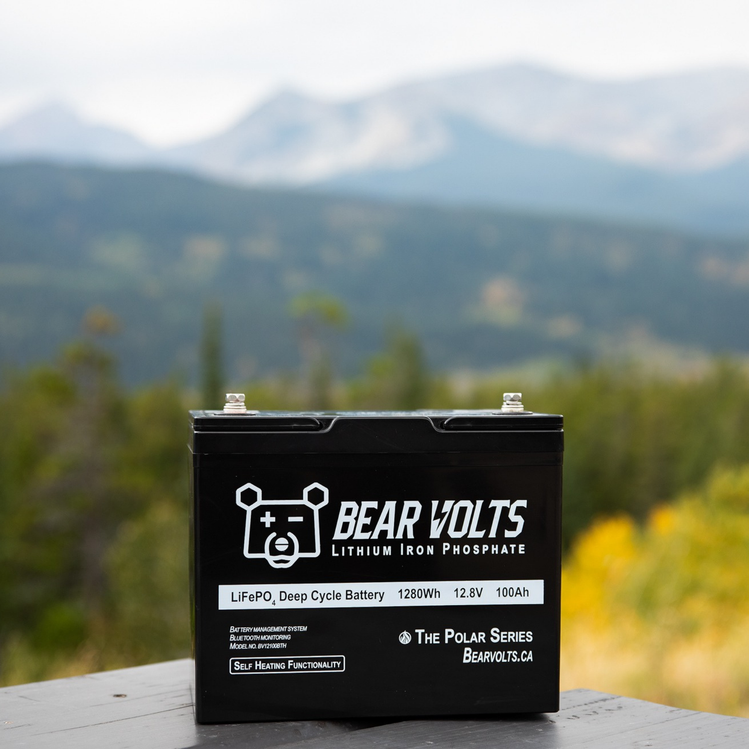 Bear Volts