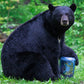 Bear Vault Bear Proof Food Container