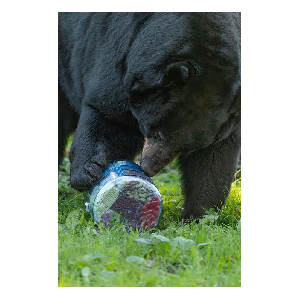 Black bear nosing and pawing at a food-filled BVONE bear canister on grass during resistance testing, demonstrating bear-proof food storage performance with visible food inside transparent body